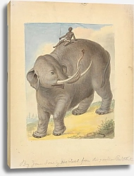 Постер Сауэрби Джеймс Elephant with Rider.