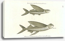Постер American Flying-Fish, Mediterranean Flying-Fish 3