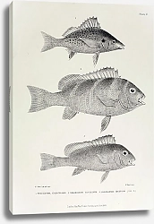 Постер Pristipoma operculare, Diagramma pertusum, Diagramma griseum (var. B)