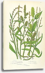 Постер Slender Headed Persecaria, Pale Flowered, lax Flowered, Small Creeping, Biting