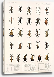 Постер Годман Фредерик Insecta Coleoptera Pl 091