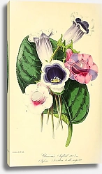Постер Gloxinia hybrid varieties