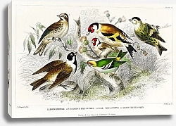 Постер Коричневая чечётка, самец и самка щегла, Чижик, Тростниковая овсянка и Золотоголовый королёк