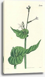 Постер Curtis Ботаника №61 1