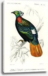 Постер Гималайский монал (Lophophorus refulgens) 
