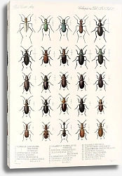 Постер Годман Фредерик Insecta Coleoptera Pl 037