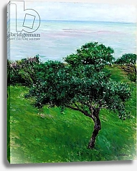 Постер Кайботт Гюстав (Gustave Caillebotte) Apple Trees by the Sea, Trouville, 1880