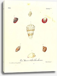 Постер Морские раковины 115