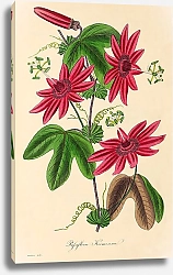 Постер Passiflora Kermesina 1