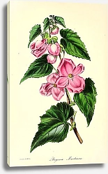 Постер Begonia Martiana