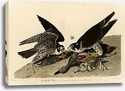 Постер Great-footed Hawk
