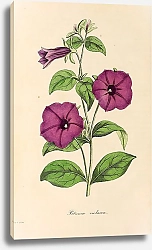 Постер Petunia violacea 1