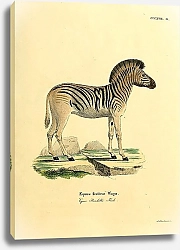 Постер Бурчеллова зебра