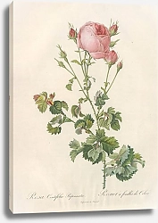 Постер Редюти Пьер Rosa Centifolia Bipinnata