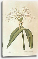 Постер Crinum asiaticum L 2