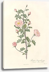 Постер Редюти Пьер Rosa Pimpinellifolia Rubra