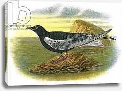 Постер Школа: Английская 20в. White winged black Tern