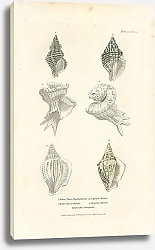 Постер Triton Turbinelloides, Triton elegans, Pyrula Mawae, Strombus deformis, Strombus Campbellii