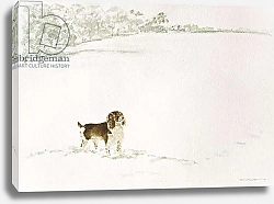 Постер Кеннет Сьюзи (совр) Springer Spaniel in the Snow