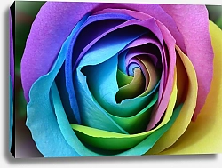Постер Радужный бутон розы