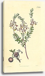 Постер Curtis Ботаника №77 1