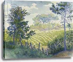 Постер Рэнсон Поль Vineyards Under the Pines; Les Vignobles sous les Pins, c. 1898