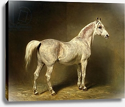 Постер Стеффек Карл 'Beatrice', the white arab saddlehorse of Helmuth Graf von Moltke, 1855