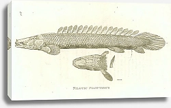 Постер Nilotic Polypterus 1