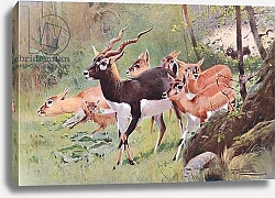 Постер Кунер Вильгельм Black Buck, from Wildlife of the World published by Frederick Warne & Co, c.1900