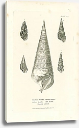 Постер Cerithium truncatum, Melania Henriettae, Melania Carolinae, Mel. Lineolata, Turritella sulurnalis