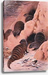 Постер Кунер Вильгельм Banded Mongoose, illustration from'Wildlife of the World', c.1910