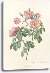 Постер Редюти Пьер Rosa Mollissima Flore Submultiplici