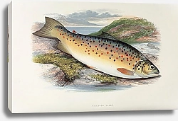 Постер Gillaroo trout