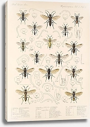 Постер Годман Фредерик Insecta Hymenoptera Pl 25
