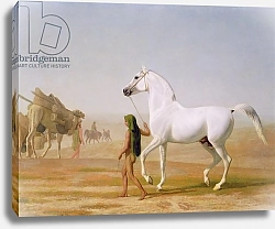 Постер Агассе Жак The Wellesley Grey Arabian led through the Desert, c.1810