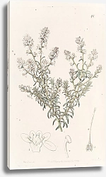Постер Эдвардс Сиденем Loose-flowered Selago