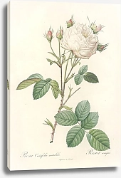 Постер Редюти Пьер Rosa Centifolia Mutabilis