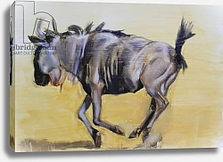 Постер Сандерс Франческа (совр) Wildebeest sketch, 2012,