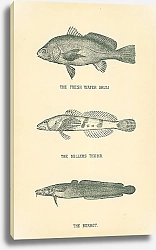 Постер The Fresh Water Drum, The Millers Thumb, The Burbot