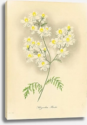 Постер Schizanthus Priestii 1
