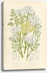 Постер Common Water-dropwort, Parsley w.d., Sulphur Wort w.d., Hemlock w.d., Fine-leaved w.d., River w.d.