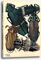 Постер Insects by E. A. Seguy №5