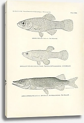 Постер Lucania Parva (Baird &Girard), Gambusia Affinis (Baird &Girard) Female, Lucius Vermiculatus (Le Sueur)