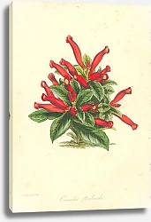 Постер Conradia Floribunda