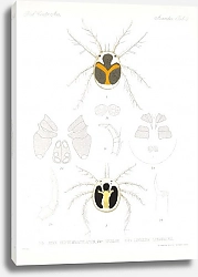 Постер Годман Фредерик Arachnida Acaridea Pl 09