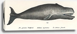 Постер Гренландский кит