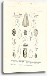 Постер Conus caledonicus, Animal of Conus bandanus, Conus tendineus, Cypraea stolida