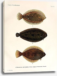Постер Pleuronectes microcephalus, Solea vulgaris, Pleuronectes limanda