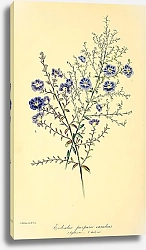 Постер Evolvulus Purpureo-caeruleus