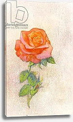 Постер Адамсон Джордж (совр) Pale Rose, 1980s